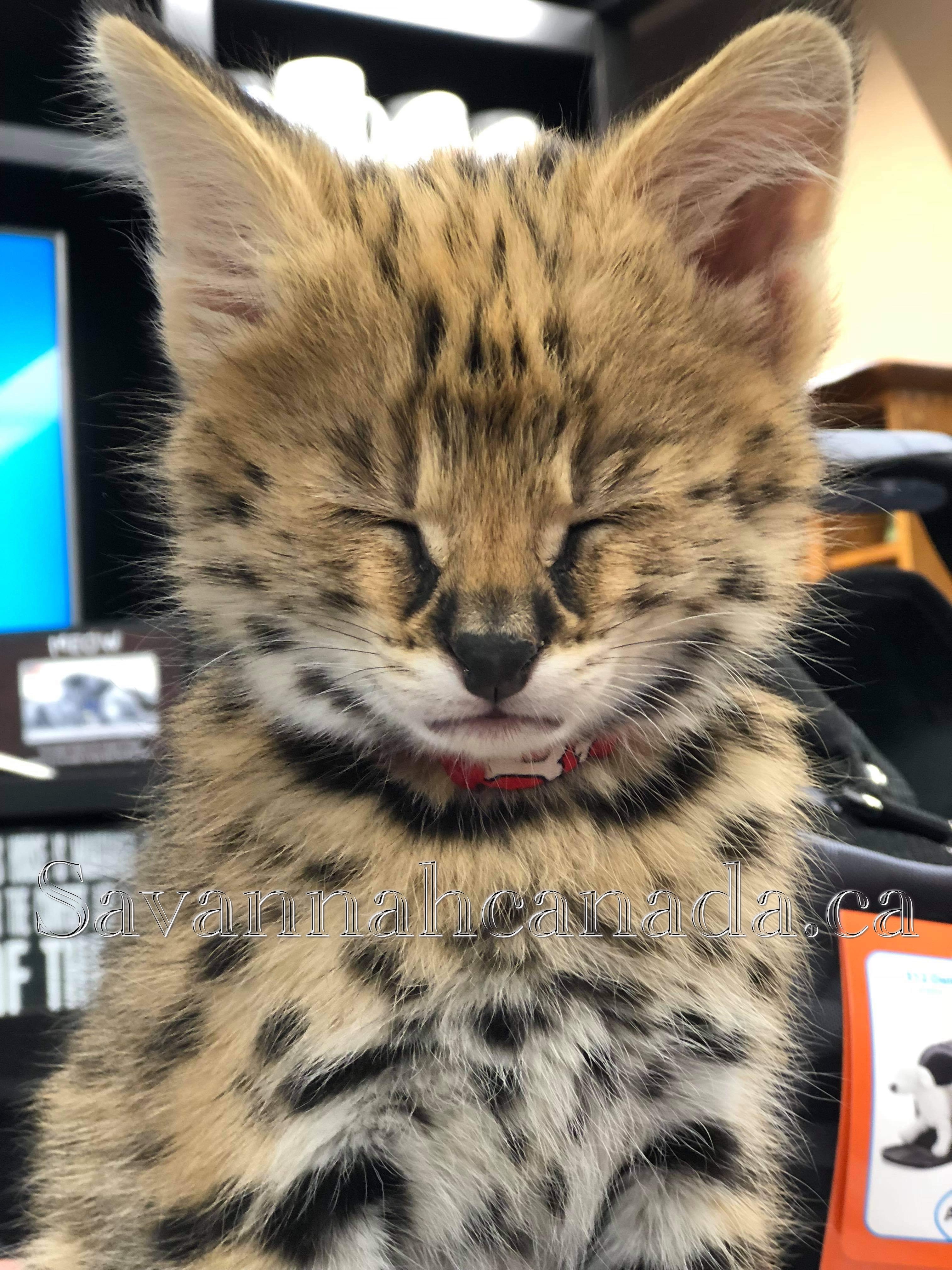 Available Savannah Kitten from Savannah Canada