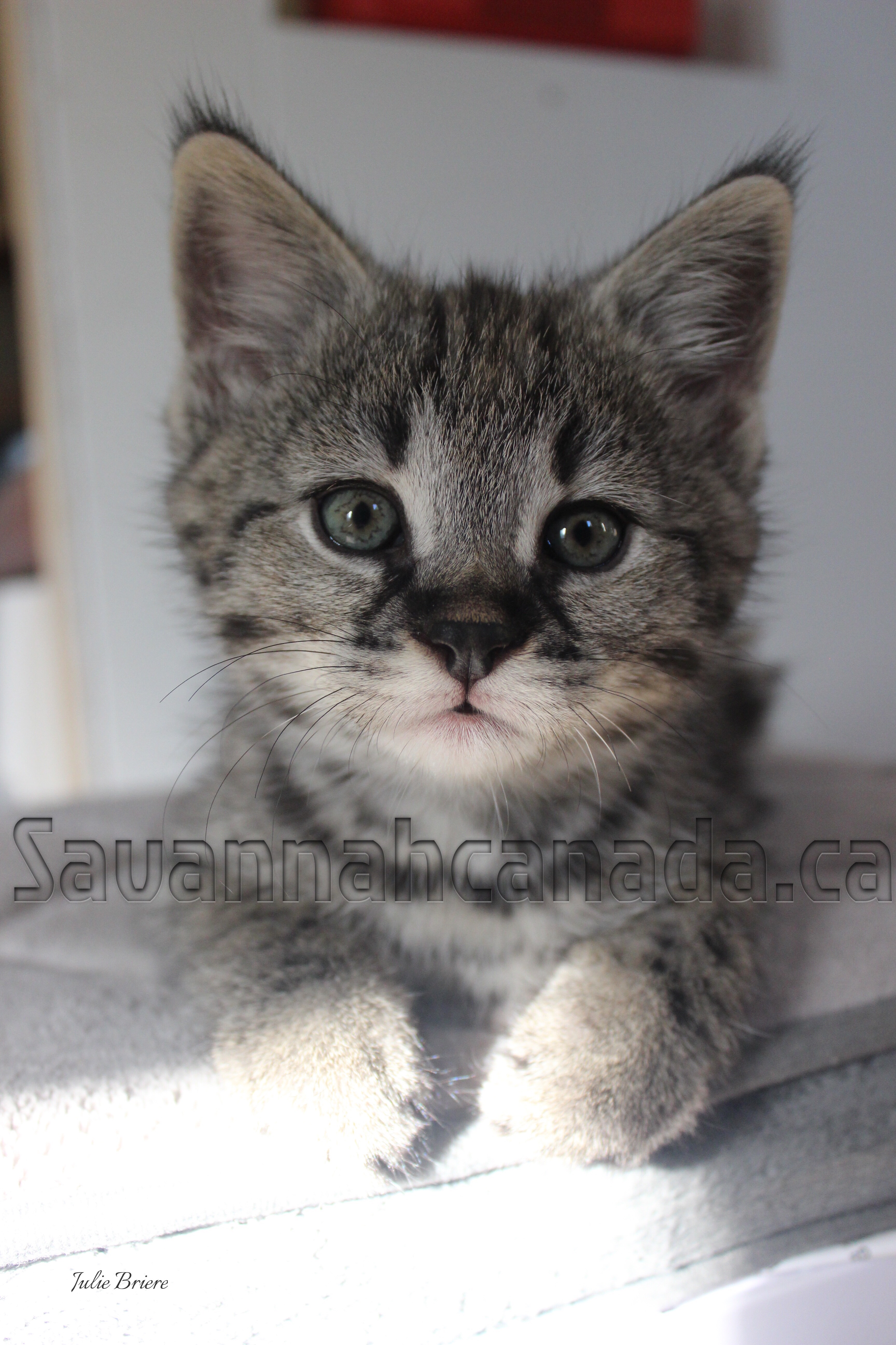 Available Savannah Kitten from Savannah Canada
