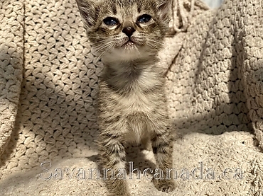 kitten dewormer canada