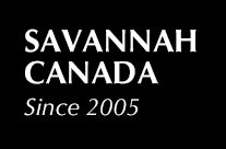 Savannah Canada - Savannah cat breeder